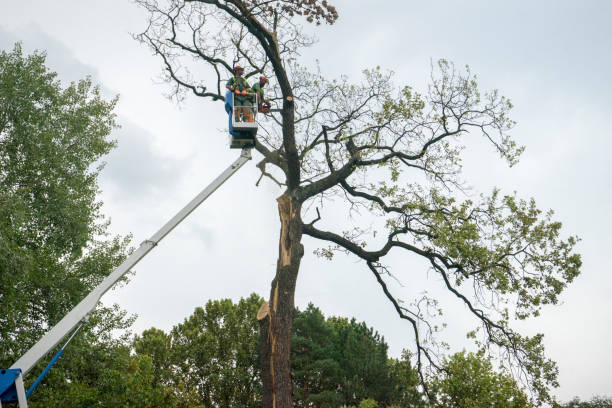 Best Hedge Trimming  in Dover Beaches South, NJ